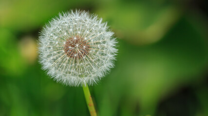 A white Dandelion macro on a green out-of-focus background 