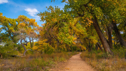 Autumn trees in the park, riparian cottonwood forest footpath at Bosque Trail Park of Rio Grand River in Albuquerque, New Mexico, USA