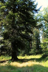 Słońce w lesie