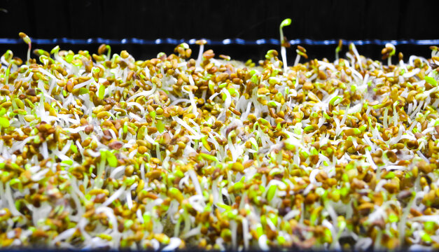 Germinated Seeds With Fluffy Micro Roots Of Alfalfa Close Up. Growing Microgreens.