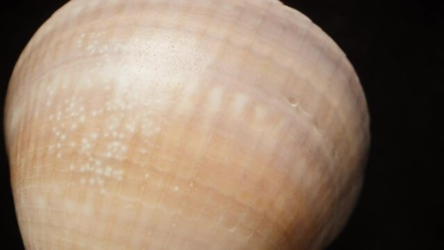 A seashell extreme macro, zoom. Slow fall. Isolated black background. Rotation.