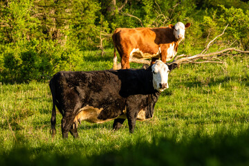 Dairy cows in a Wisconsin pasture looking curious

