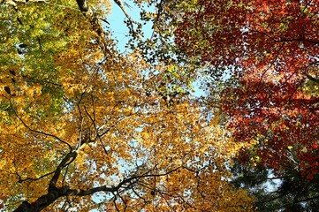 Autumn leaves of the sea of trees