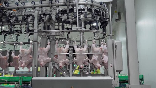 Raw chicken hang on conveyor jack before release down to soak in chiller tank in modern plant.