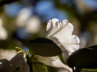 White rhododendron, Ireland