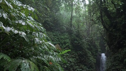 Atmospheric rainforest with distant waterfall lost between old tropical trees and vegetation. Thick...