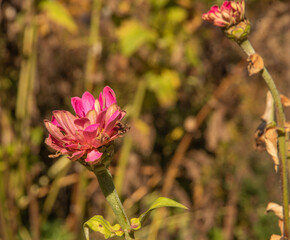 Bright pink flower wilting during fall. The stem is still green but leaves are also wilting. Another flower with brown leaves can be seen in the background.