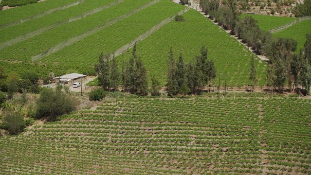 Aerial View Of Vast Vineyards At Elqui Valley In Coquimbo Region, Chile. - Drone Aerial Shot
