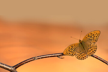 Brown butterfly, on a brown tree branch, beautiful blurred dark yellow background background