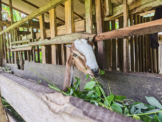 goat. Portrait of a goat from Indonesia while eating green leaves and grass in an animal pen
