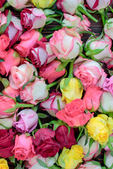 Fototapeta na wymiar Fresh roses background, lot vatiety of colors