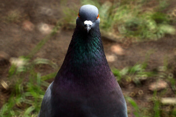 The dove looks into the frame with a menacing look close-up	
