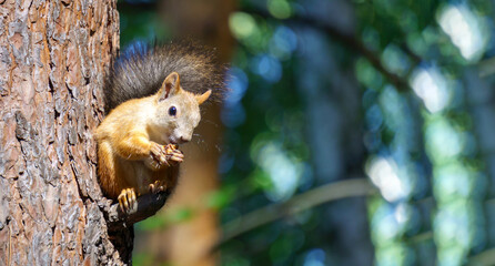 Squirrel eats a nut close-up. Sunny day. Selective focus. Copy space