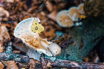 closeup of nail eating mushroom with blurry autumn forest floor with leaves and twigs