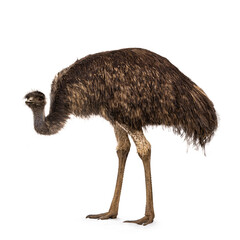 Adult emu bird aka Dromaius novaehollandiae, standing side ways. Head down. Isolated on a white...