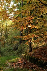 Jesienny ranek w lesie - obrazy, fototapety, plakaty