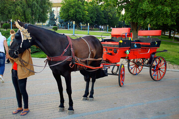 Obraz na płótnie Canvas A large beautiful dark horse with a cap on his head harnessed to a red carriage