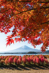 富士山と紅葉とコキア（河口湖_縦）