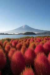 冠雪の富士山とコキア（河口湖_縦）