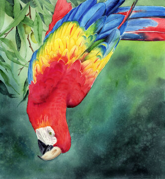 A watercolor illustration of a vibrant red-blue-yellow macaw parrot hanging upside down from branches of green olives on a green background