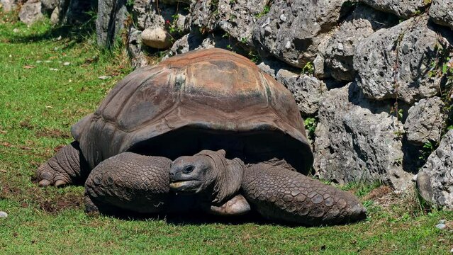 The Aldabra giant tortoise (Aldabrachelys gigantea) on Curieuse island (the site of a successful wild tortoise conservation program) of Praslin island in the Seychelles