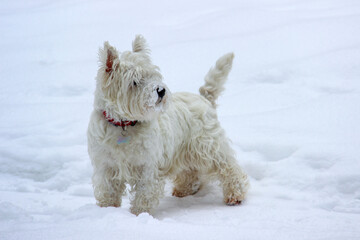 West Highland White Terrier in the snow