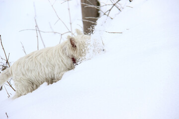 West Highland White Terrier in the snow sniffing