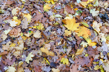 Texture and background of fallen autumn leaves in the garden.