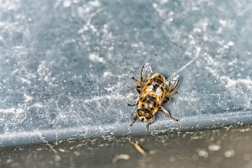 closeup of hoverfly chalcosyrphus eunotus