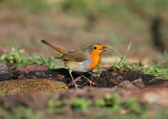 Close-up of a variety of European robin (Erithacus rubecula) on a black elder bush and near a drinking bowl. Some hold elderberries in their beaks.