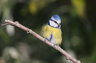The Eurasian blue tit (Cyanistes caeruleus) shot close-up sitting on a branch of a silver berry