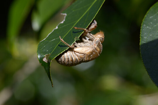 クマセミ の画像 914 件の Stock 写真 ベクターおよびビデオ Adobe Stock クマセミ の画像 914 件の Stock 写真 ベクターおよびビデオ Adobe Stock