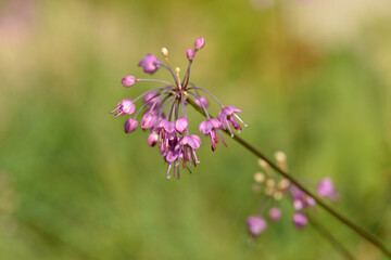 ラッキョウの花