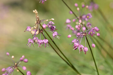 ラッキョウの花