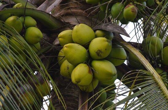 Coqueiro Na Bahia