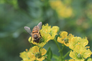 a medicinal plant, the nature back ground