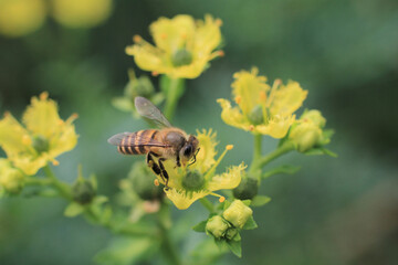 a medicinal plant, the nature back ground