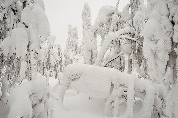 Beautiful winter landscape with snow covered trees. Winter fairy tale