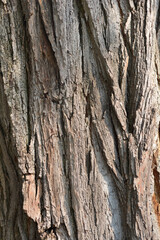 Black locust