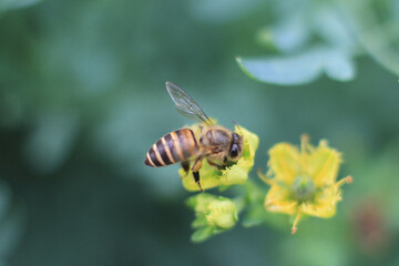 a medicinal plant, the nature back ground