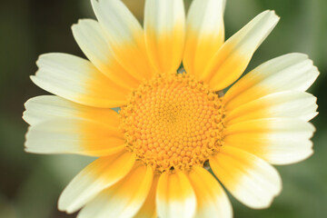 a close up of a white and yellow daisy, the nature back ground