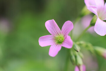 Fototapeta premium Beautiful purple orchid flower plant blossom in spring garden 31 March 2012