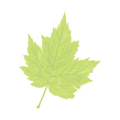 Green fall leaf isolated