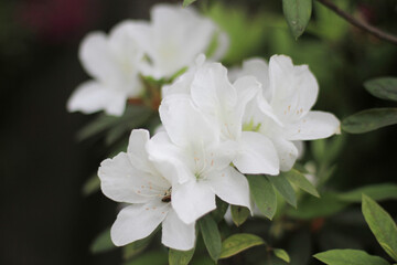  Azaleas blooming in the south,  the nature concept 31 March 2012