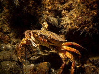 A close-up picture of a crab among seaweed. Picture from The Sound, between Sweden and Denmark