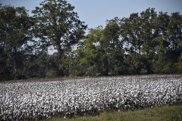 Cotton field, Arkansas