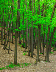 Trees in a green forest