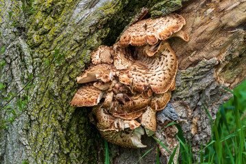 Shaggy Pholiota Scalycap Fungus Growing On A Dead Tree In Spring