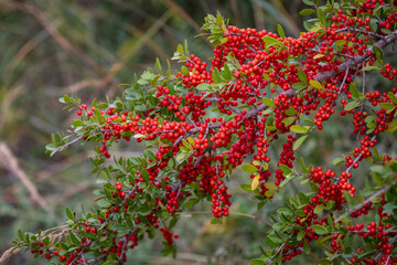 Yaupon Holly, Ilex vomitoria © Jim and Lynne Weber