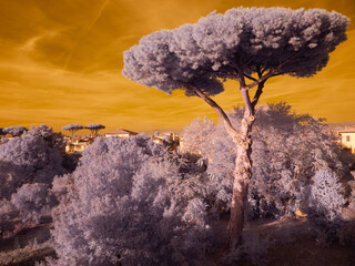 Infrared photography. Panorama in the Tuscan countryside with a centenary maritime pine in the...